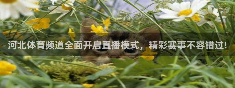 玩球直播官网：河北体育频道全面开启直播模式，精彩赛事不容错过!
